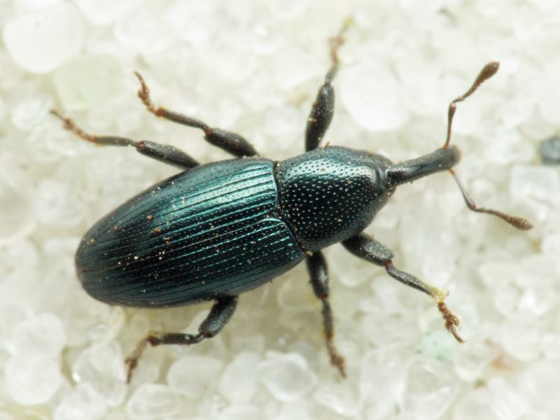 Aulacobaris lepidii (Germar, 1824)